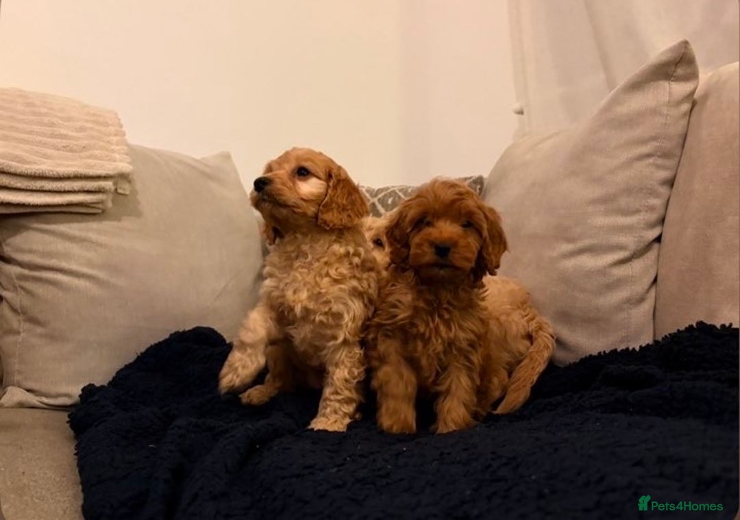 Cockapoo dogs for sale: Cockapoo puppies  - Advert 9