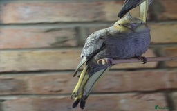 Cockatiels birds for sale: Young Cockatiels - Image 20