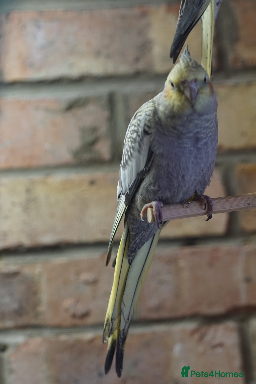 Cockatiels birds for sale: Young Cockatiels - Image 20