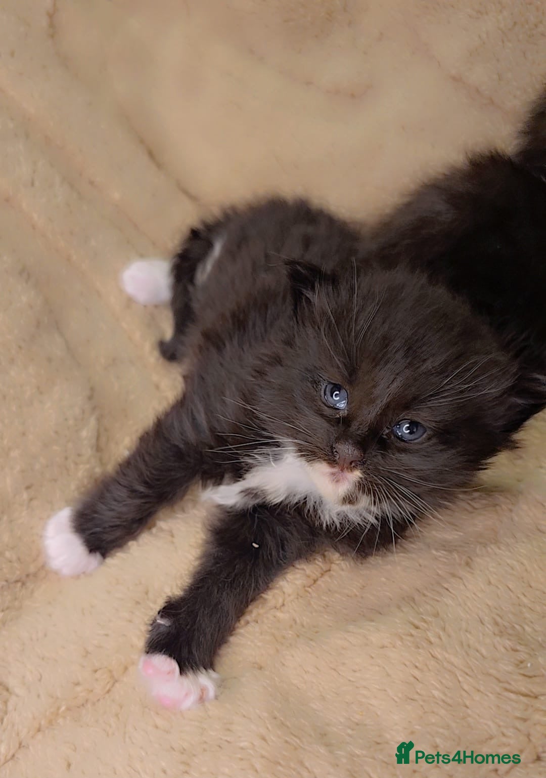 Maine Coon cats for sale: Stunning cubs  - Image 9