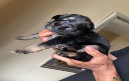 German Shepherd dogs for sale: beautiful long haired working german shepards - Image 9
