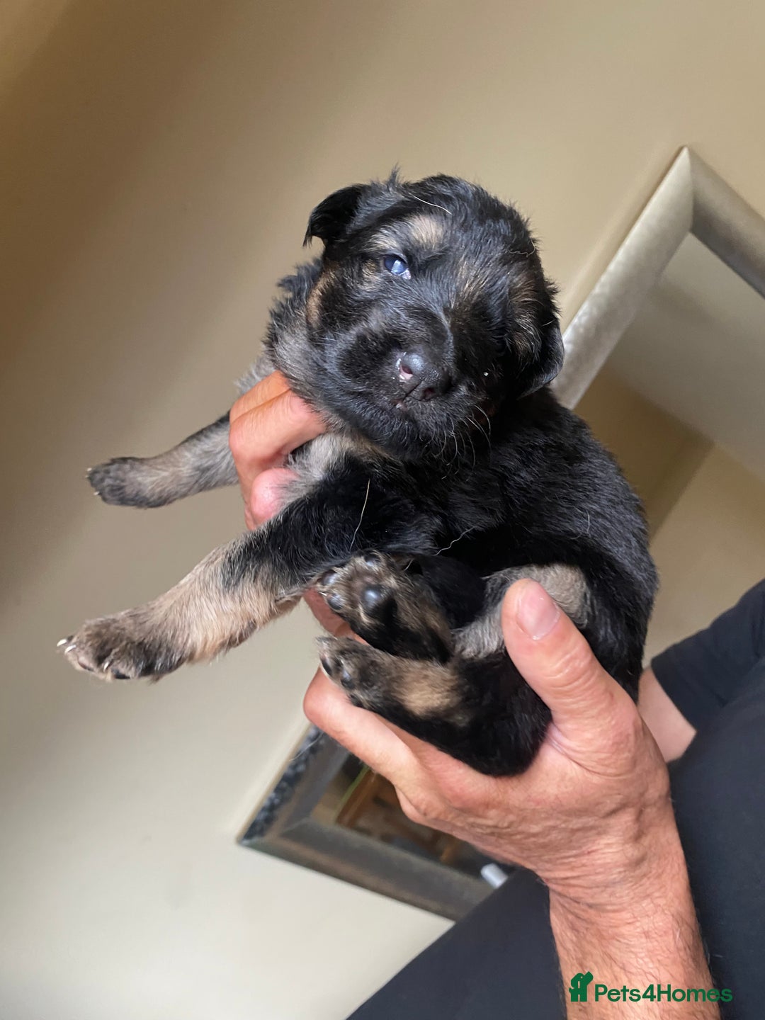 German Shepherd dogs for sale: beautiful long haired working german shepards - Image 9