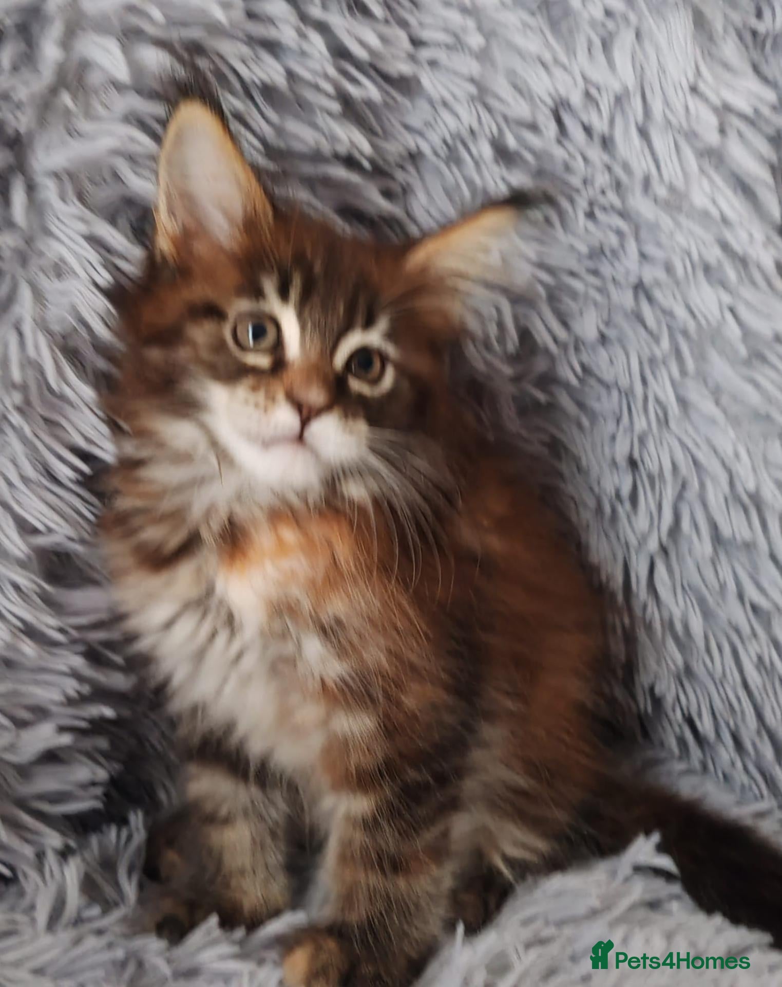 Maine Coon cats Russian bloodline Maine coon kittens - Advert 1