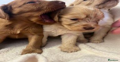 Cockapoo dogs - Advert 11