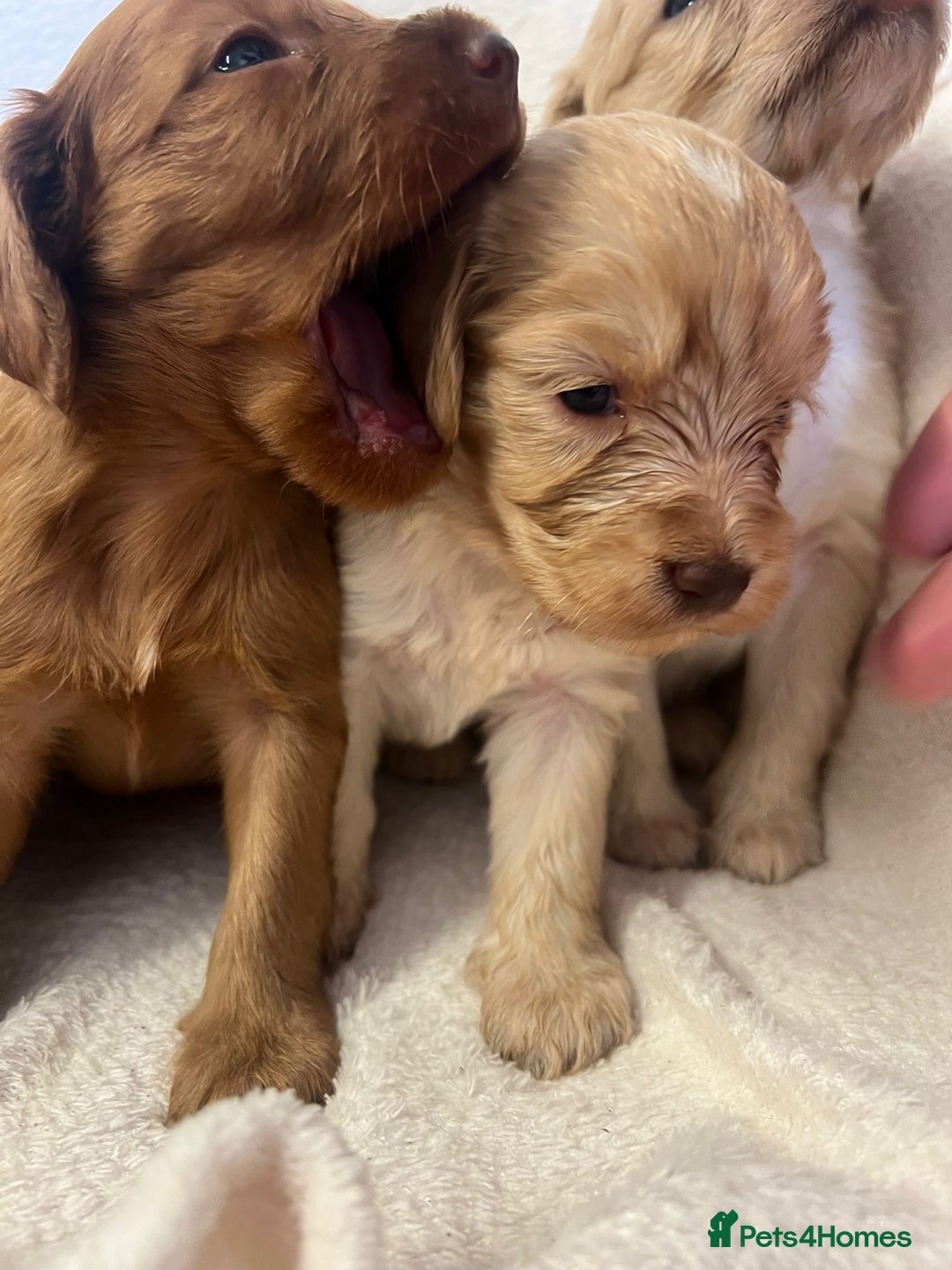 Cockapoo dogs for sale: Stunning cockapoo puppies  - Image 3