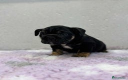 English Bulldog dogs for sale: English bulldog puppies  - Image 3