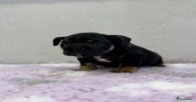 English Bulldog dogs - Advert 4