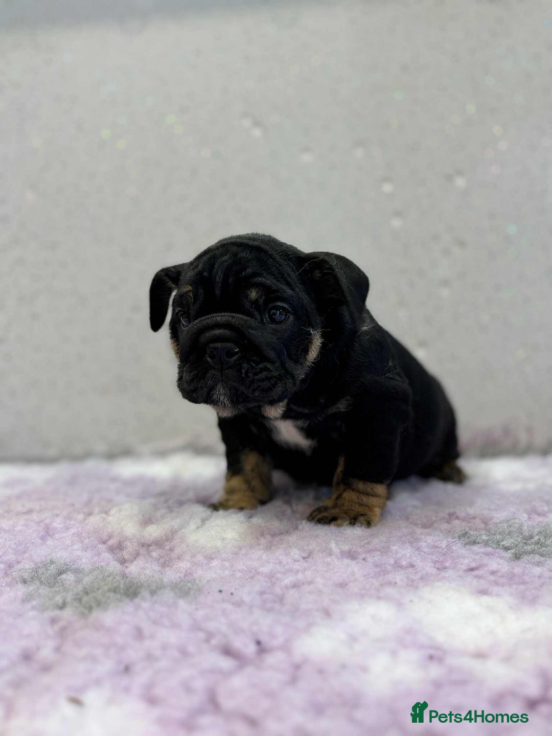 English Bulldog dogs for sale: English bulldog puppies  - Image 3