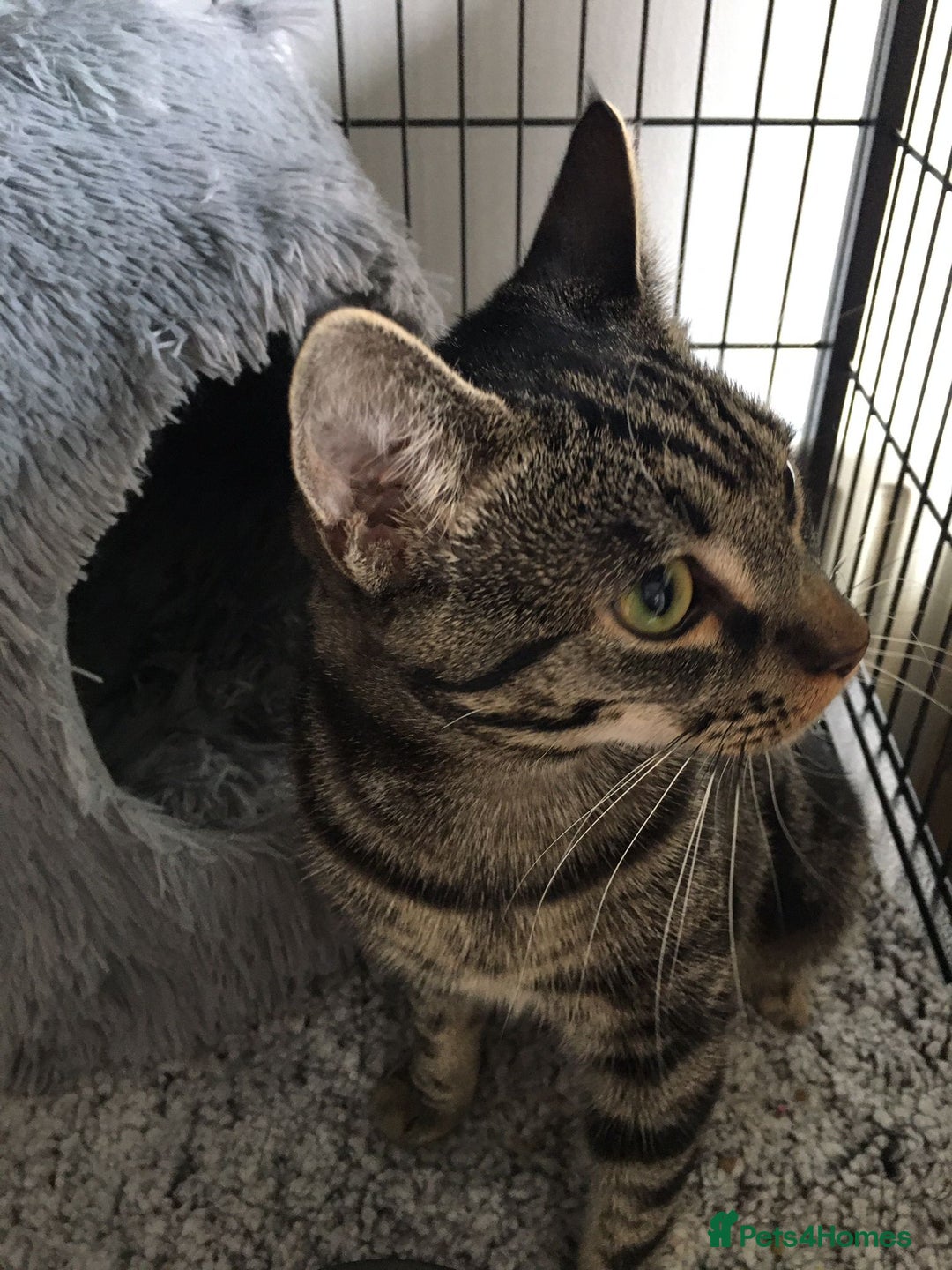 Mixed Breed cats for sale: Tabby cross Begal kitten (9 months) - Image 1