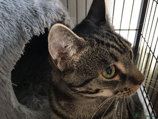 Mixed Breed cats - Advert 2