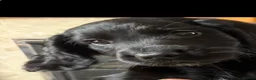 Sprocker dogs for sale: Beautiful sprocker puppies in Shifnal - Advert 1