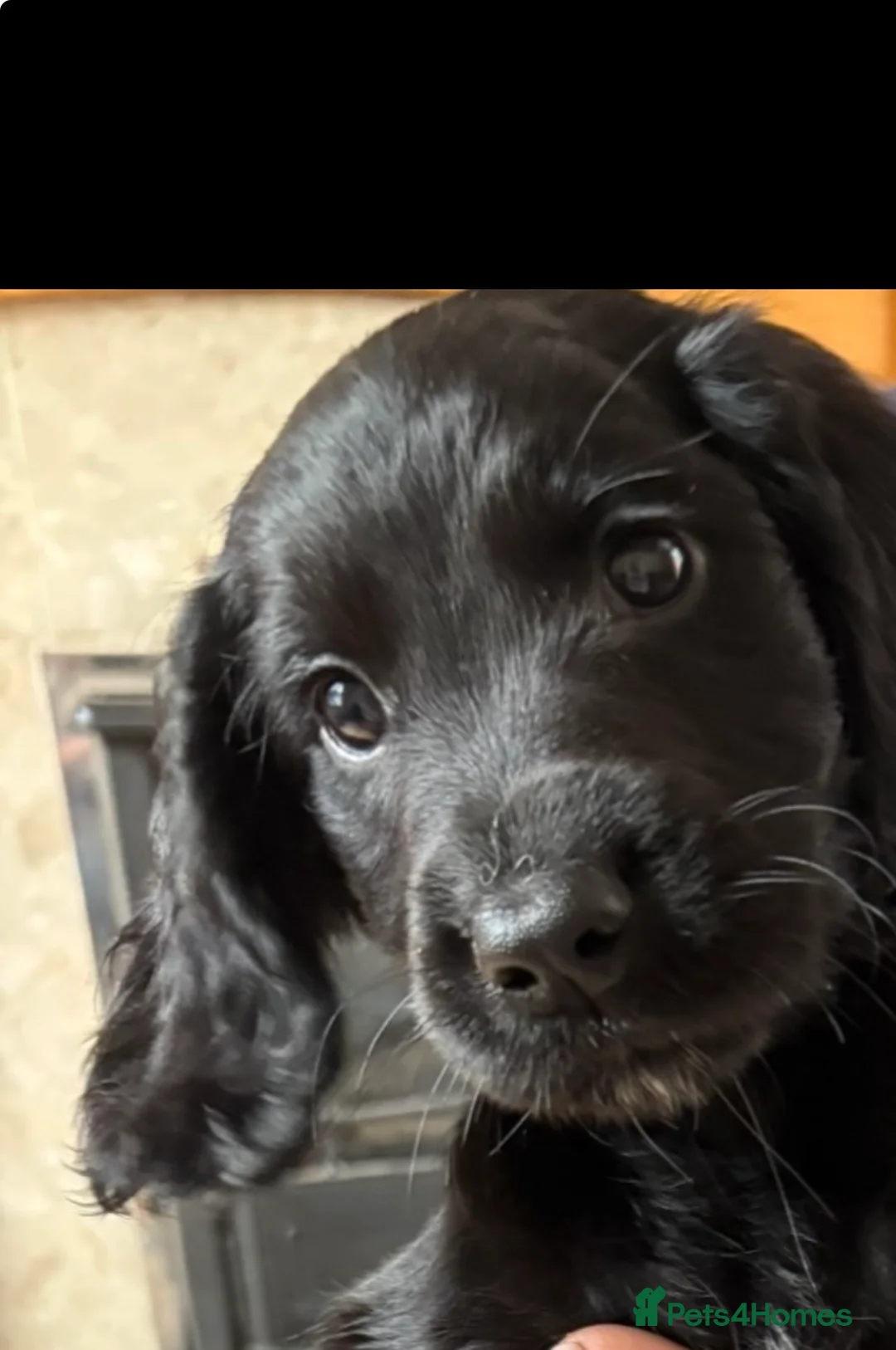 Sprocker dogs for sale: Beautiful sprocker puppies in Shifnal - Advert 1