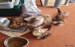 Maine Coon cats for sale: Stunning pedigree Mainecoon Kittens  - Image 22