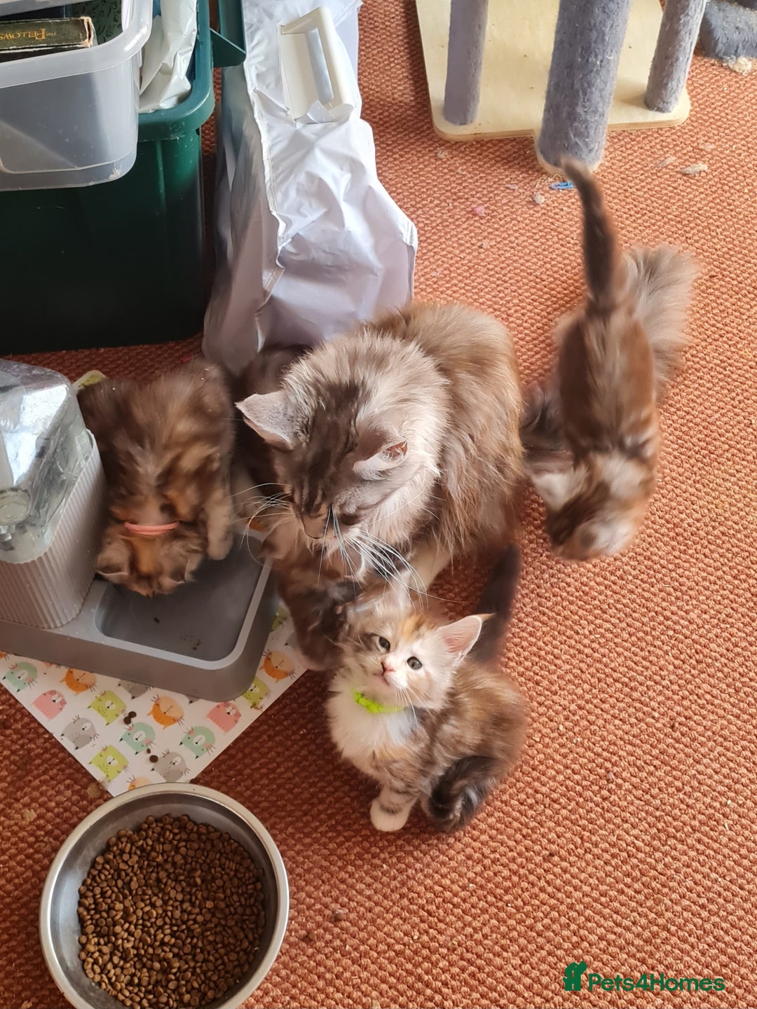 Maine Coon cats for sale: Stunning pedigree Mainecoon Kittens  - Image 22