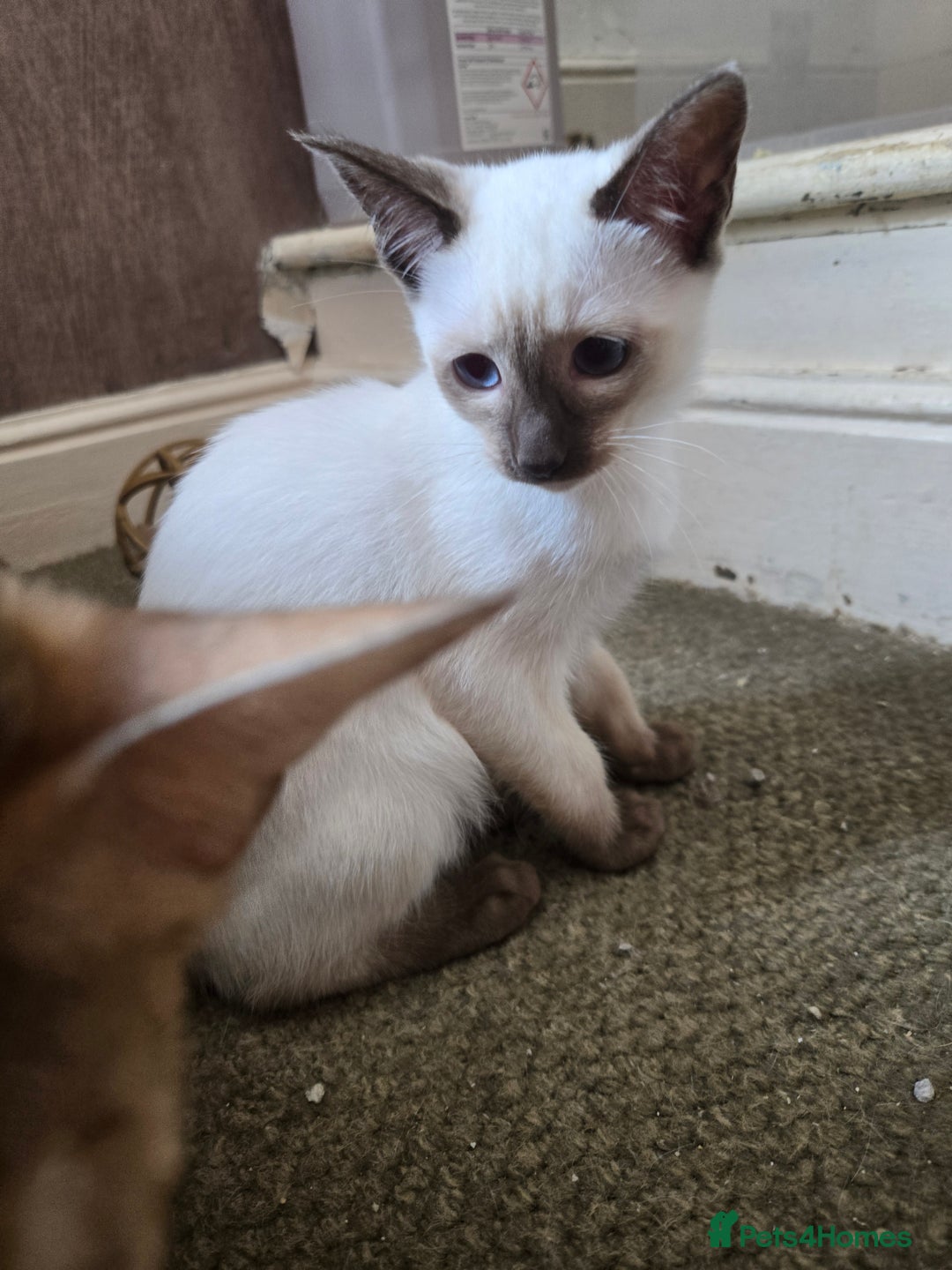 Siamese cats for sale: REDUCED 12 week old little chocolate point girl  in Bradford - Image 9