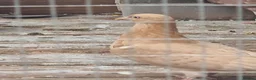 Pigeons birds for sale: Young tipplers,tumblers and racers for sale £3 - Advert 13