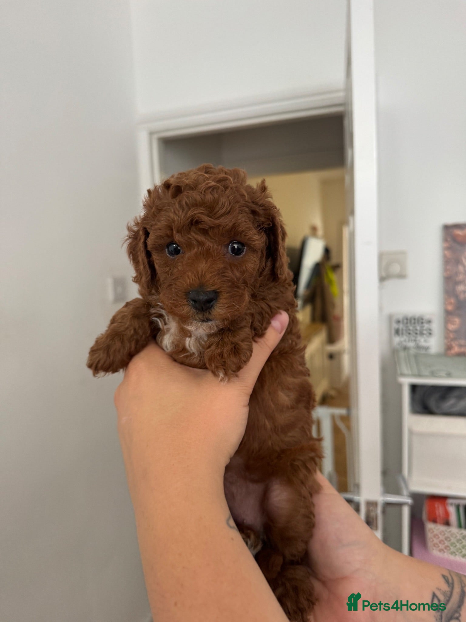 Toy Poodle dogs 🩷💙 Deep Red Toy Poodle Puppies 🌟 - Advert 15