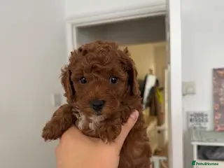 Toy Poodle dogs 🩷💙 Deep Red Toy Poodle Puppies 🌟 - Advert 6
