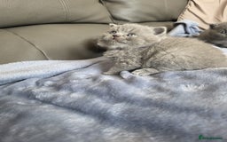 British Shorthair cats for sale: British blue shorthair kittens  - Image 2