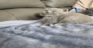 British Shorthair cats - Advert 16