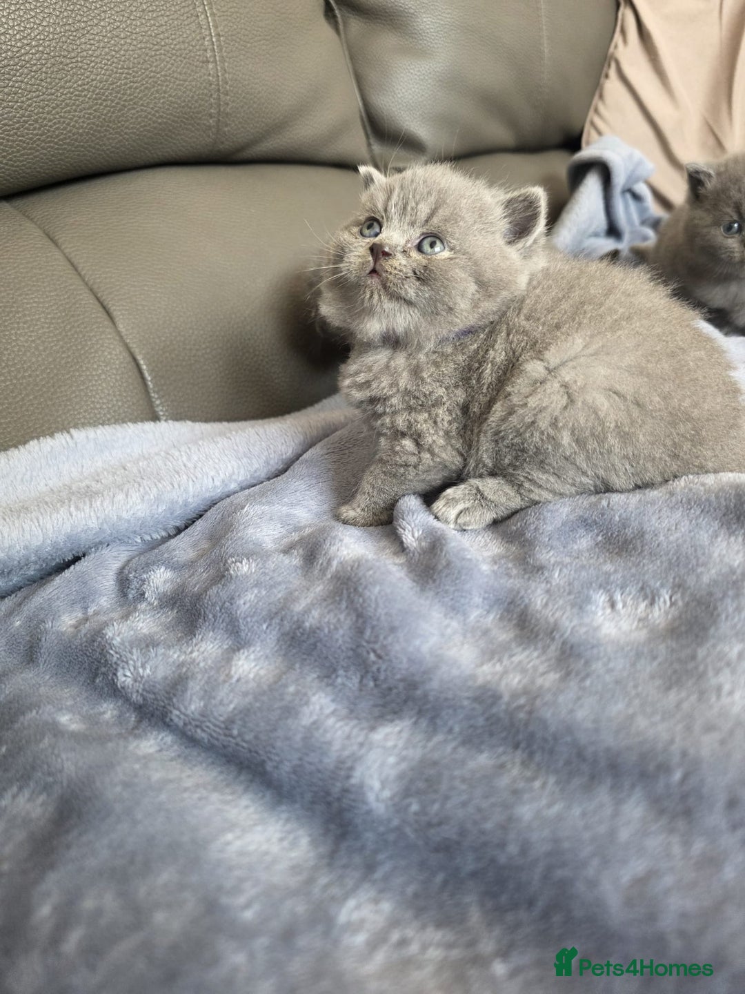 British Shorthair cats for sale: British blue shorthair kittens  - Image 2