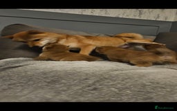 Japanese Shiba Inu dogs for sale: Japanese shiba inu - Image 6