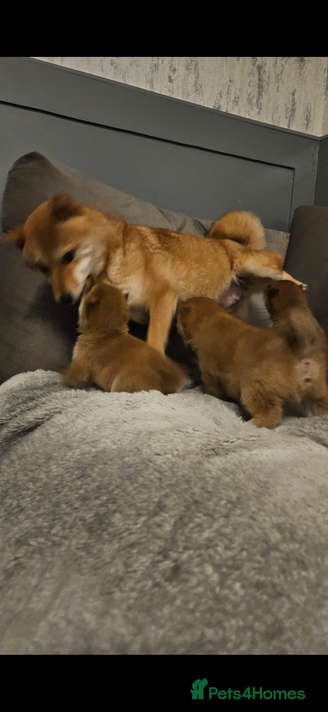 Japanese Shiba Inu dogs for sale: Japanese shiba inu - Image 6