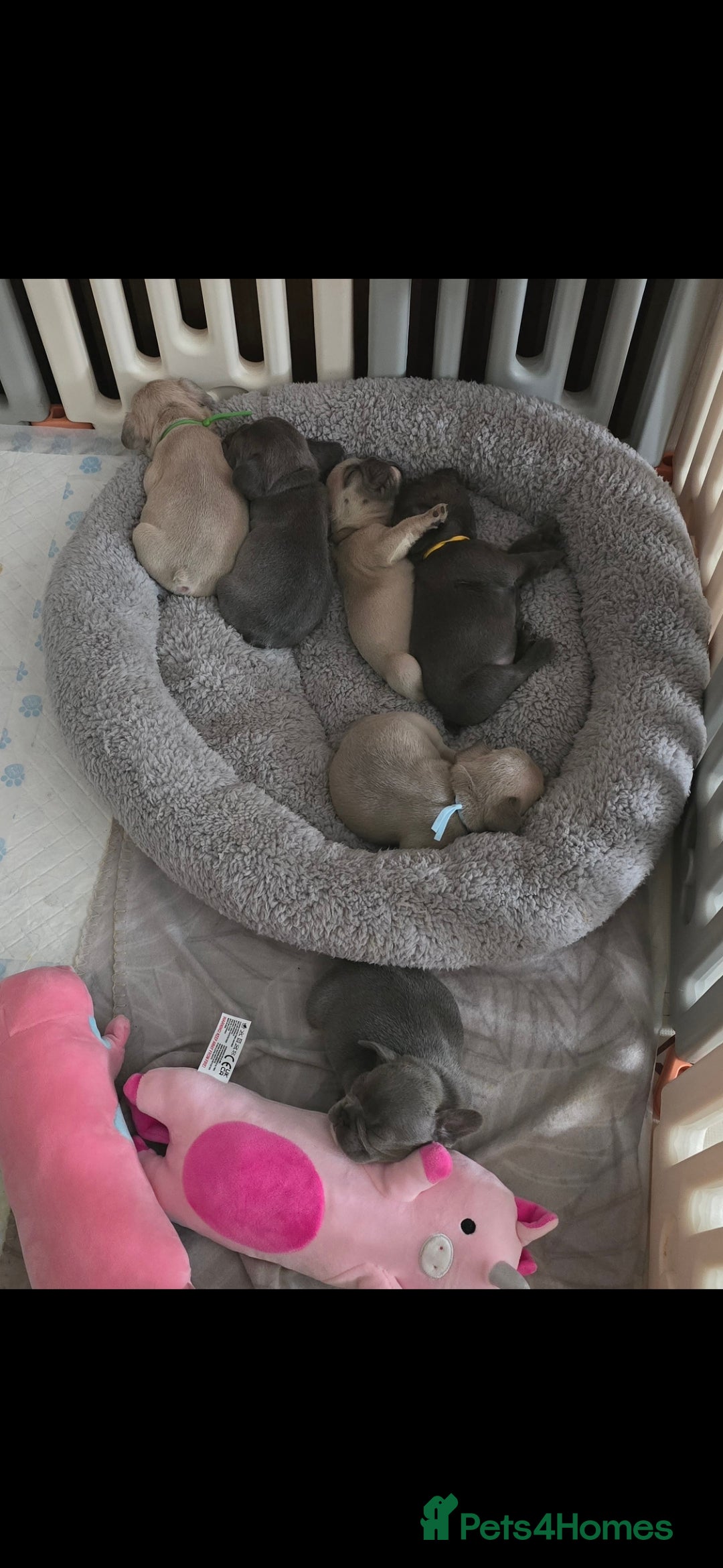 French Bulldog dogs for sale: Beautiful French bulldog puppies - Image 7