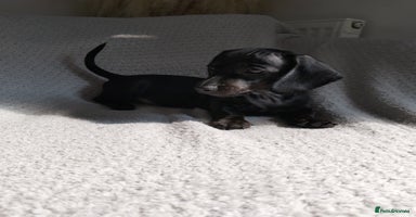 Dachshund dogs - Advert 5