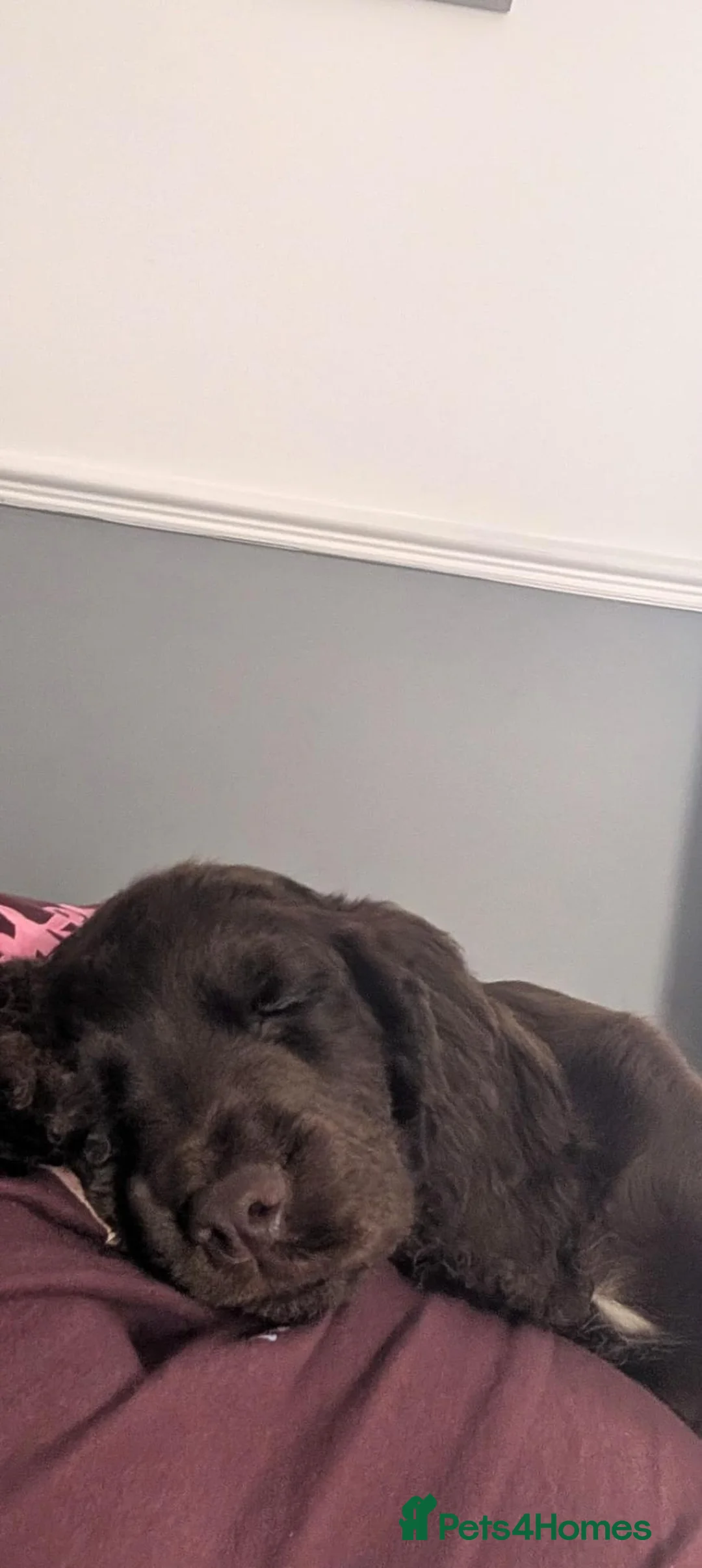 Cocker Spaniel dogs for sale: Paddy the cocker spaniel  in Maryport - Advert 2