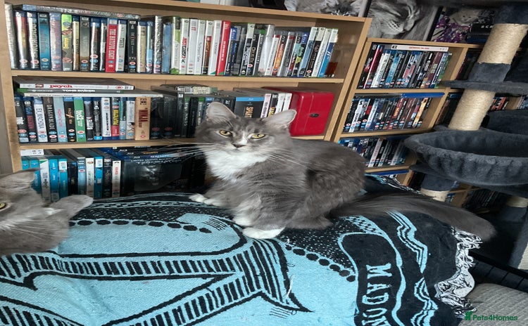 Maine Coon cats A stunning litter of Pedigree Main Coon kittens - Advert 2