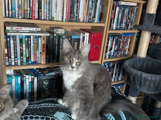 Maine Coon cats A stunning litter of Pedigree Main Coon kittens - Advert 2