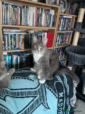 Maine Coon cats A stunning litter of Pedigree Main Coon kittens - Advert 1