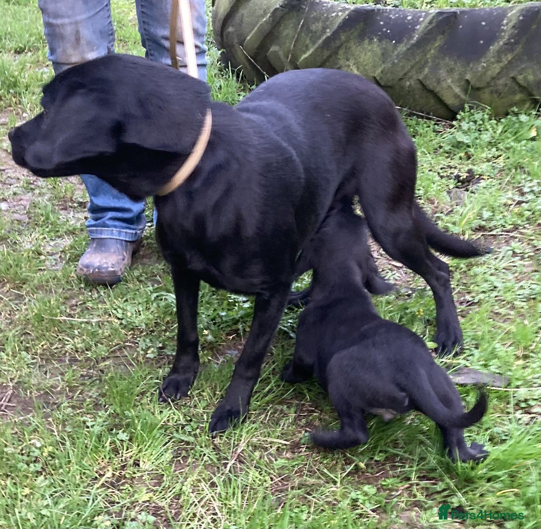 Labrador Retriever dogs for sale: Beautiful Litter of Labrador Puppies - Advert 4
