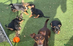 Jack Russell dogs for sale: Short haired, short legged jack Russells - Image 6