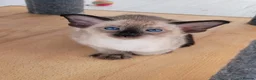 Oriental cats for sale: Modern type Oriental/siamese kittens  - Advert 3