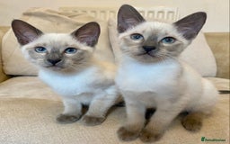 Siamese cats for sale: Beautiful Blue Point Siamese kittens   - Image 1