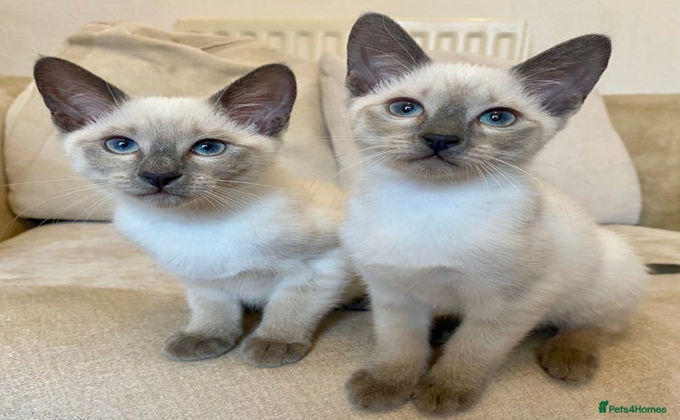 Siamese cats - Advert 1