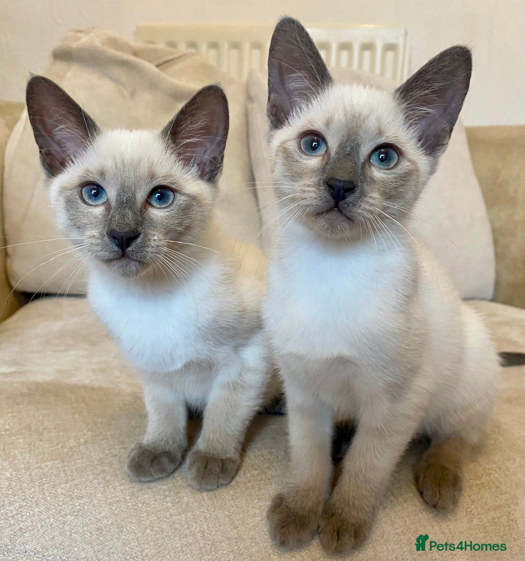 Siamese cats for sale: Beautiful Blue Point Siamese kittens   - Image 1