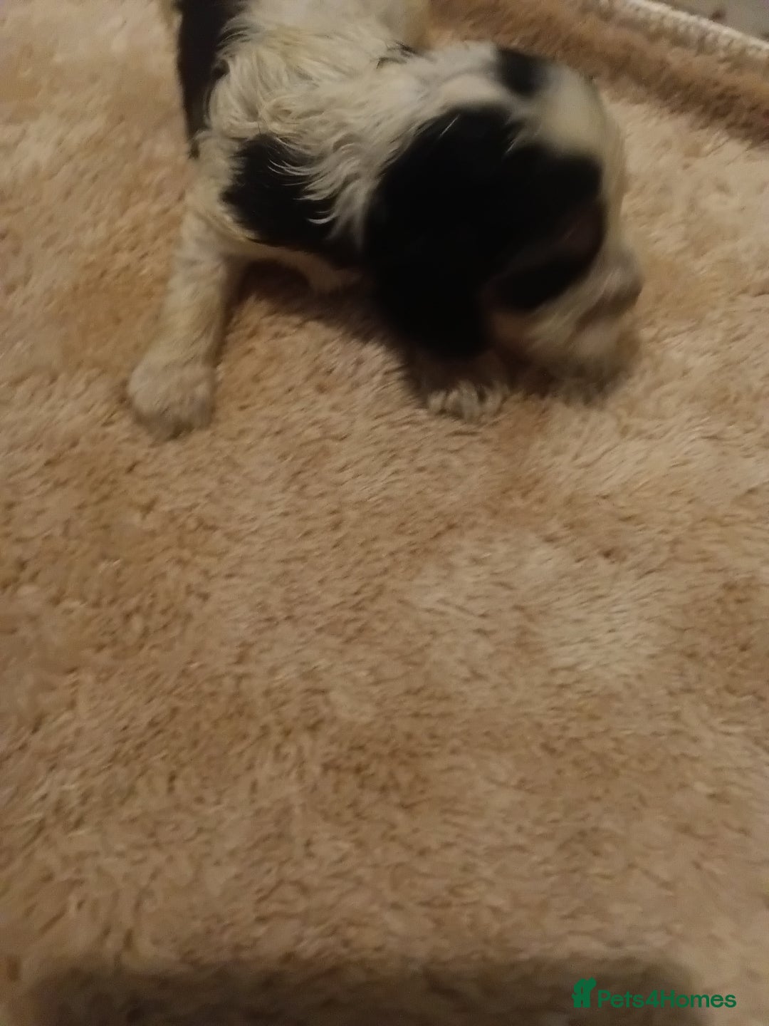 Cocker Spaniel dogs for sale: Show cocker spaniel  - Image 10