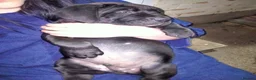 Cane Corso dogs for sale: Cane Corso puppies ready to leave now - Advert 8