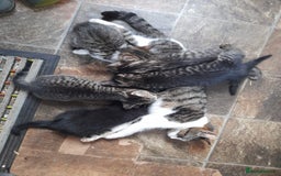 British Shorthair cats for sale: Beautiful kittens from farm cat. - Image 11