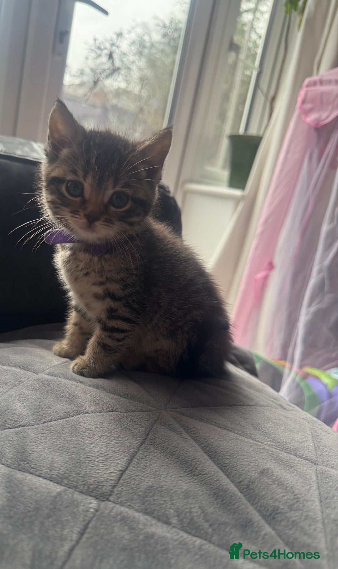 Mixed Breed cats for sale: Kittens needing loving homes  - Advert 6