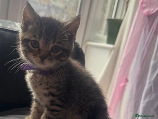 Mixed Breed cats Kittens needing loving homes - Advert 1