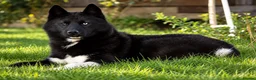 Siberian Husky dogs for stud: Siberian husky males for Stud - Advert 3