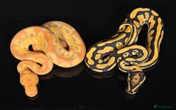 Python Snake reptiles for sale: Royal pythons  - Image 9