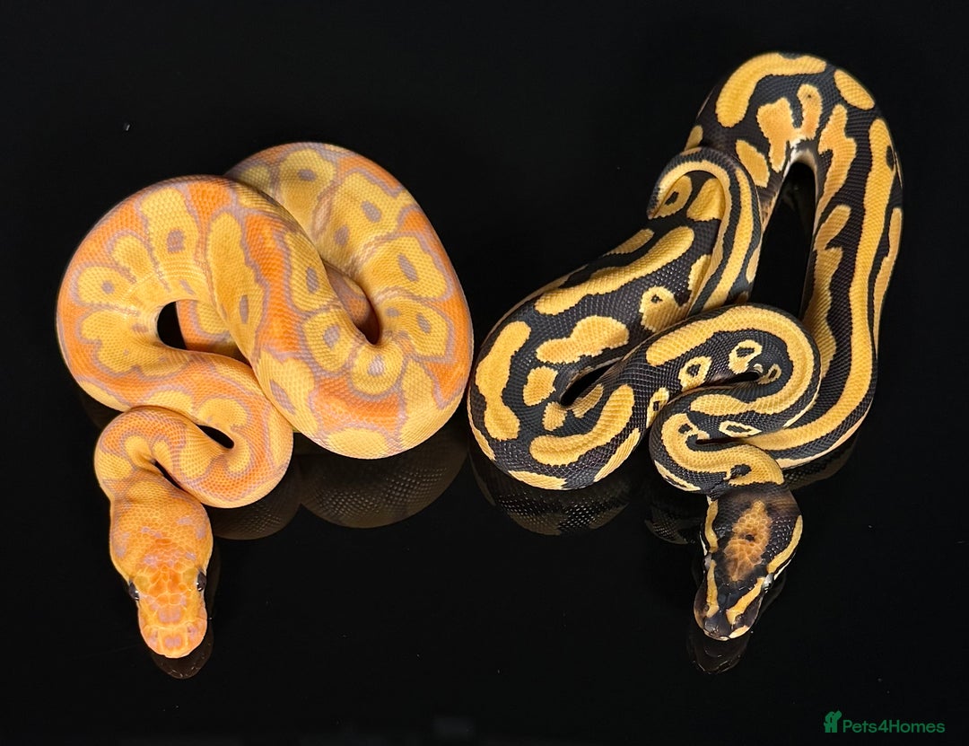 Python Snake reptiles for sale: Royal pythons  - Image 9