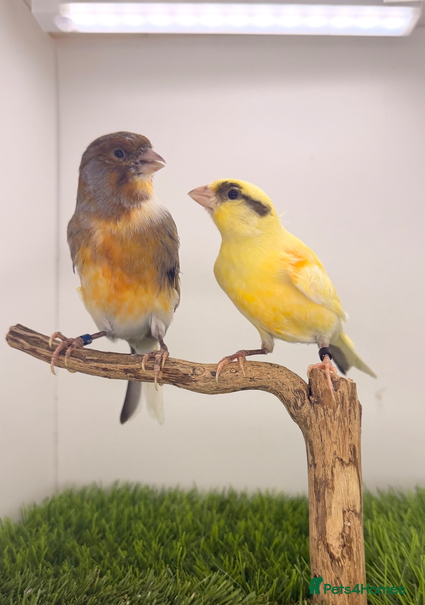 Canaries birds 2 proven pairs canary’s available  - Advert 20