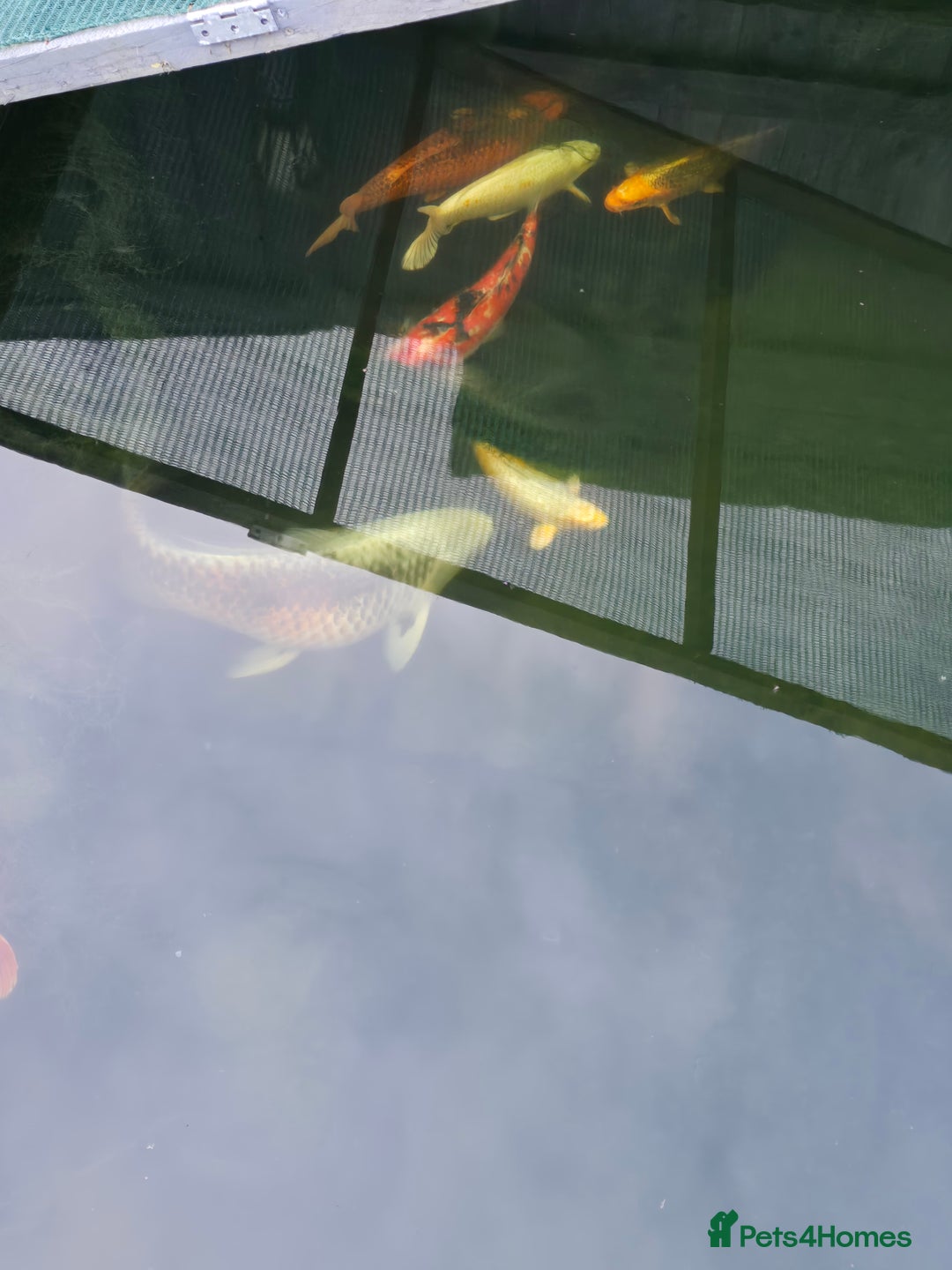 Koi Carp fish for sale: 7 x Koi Carp - Advert 3