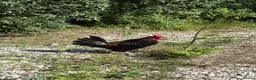 Chickens poultry for sale: Derbyshire Redcap Cockeral - Advert 1